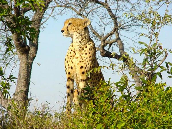 kruger-park-12-02