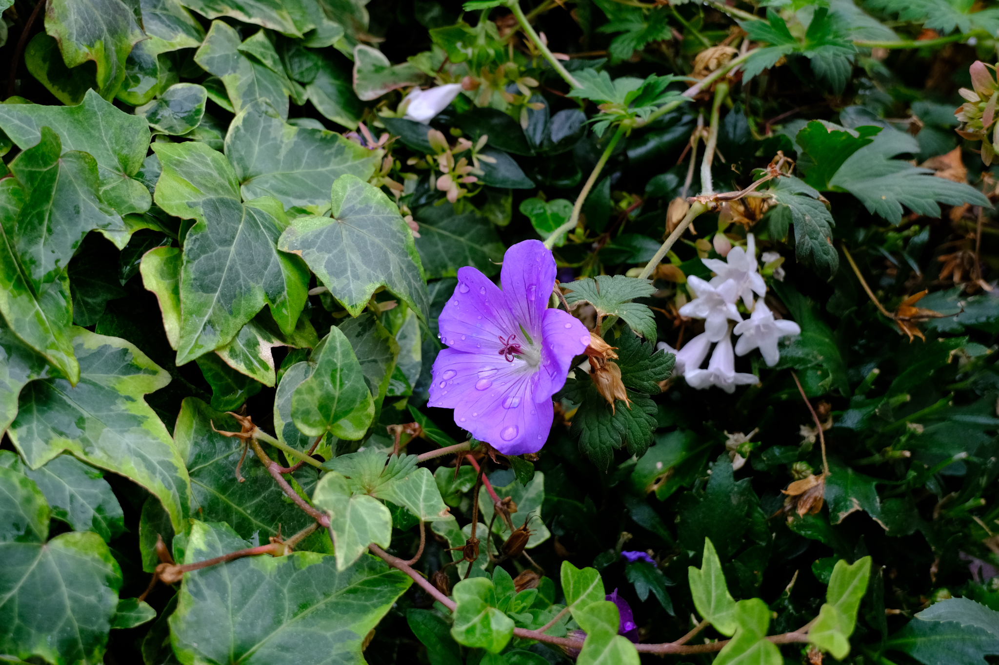 A photo taken on a Fujifilm X-T30 III camera