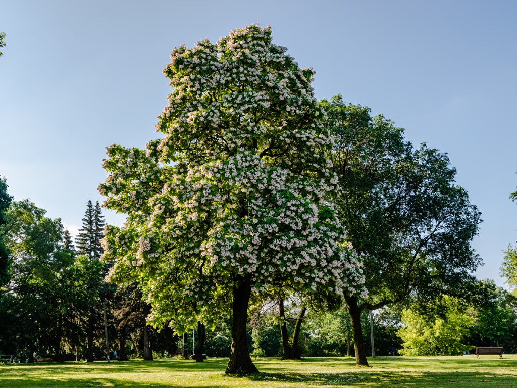 A blooming catalpa tree in a field
