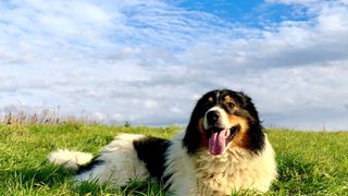 a tornjak dog lies in a field against a partly cloudy sky