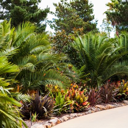 tropical palms flanking a front yard driveway