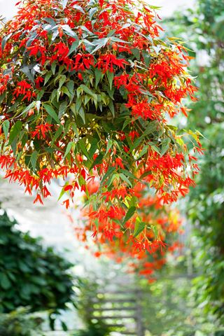 best plants for hanging baskets: red trailing begonias