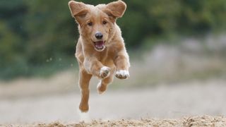 running dog