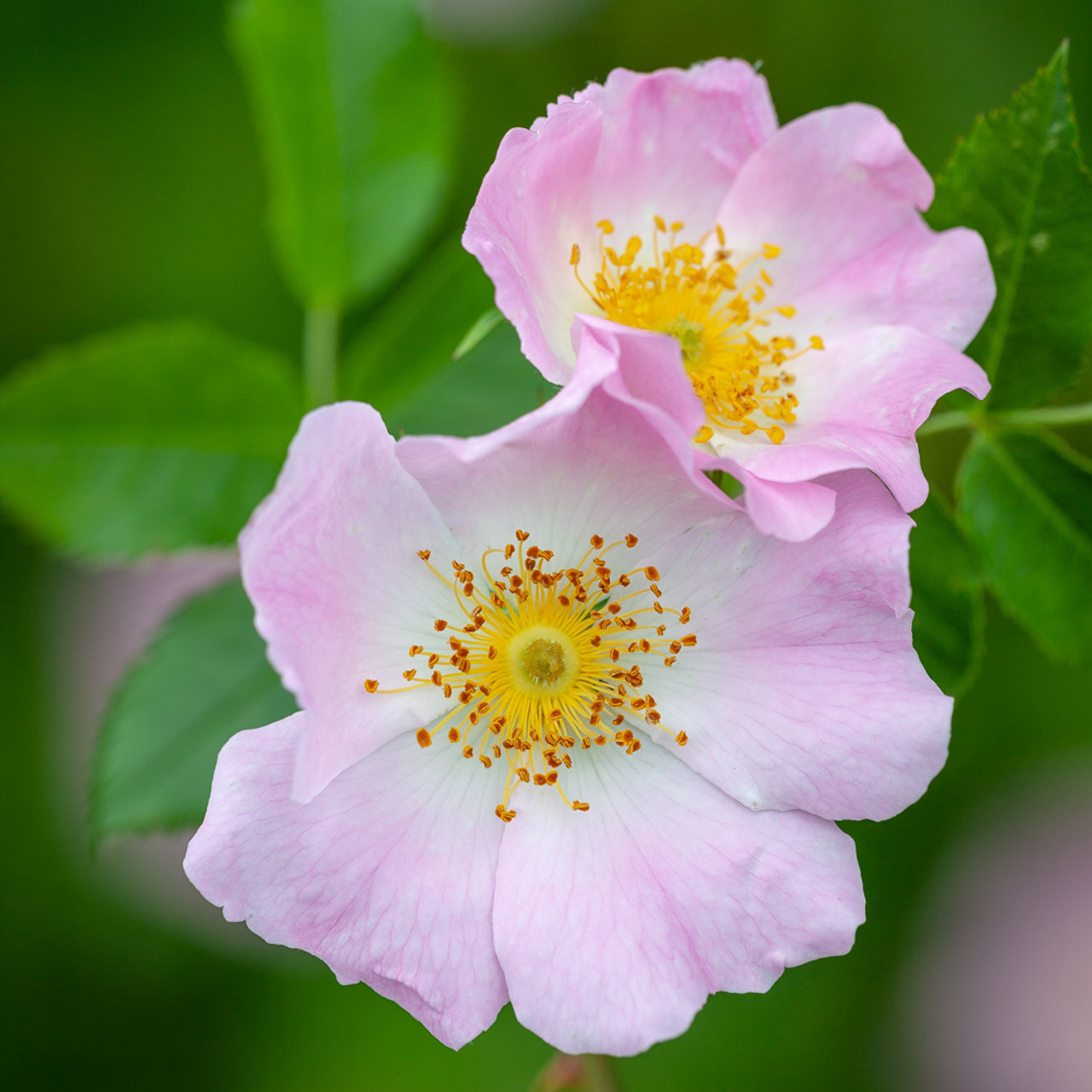 Dog Rose Hedging
