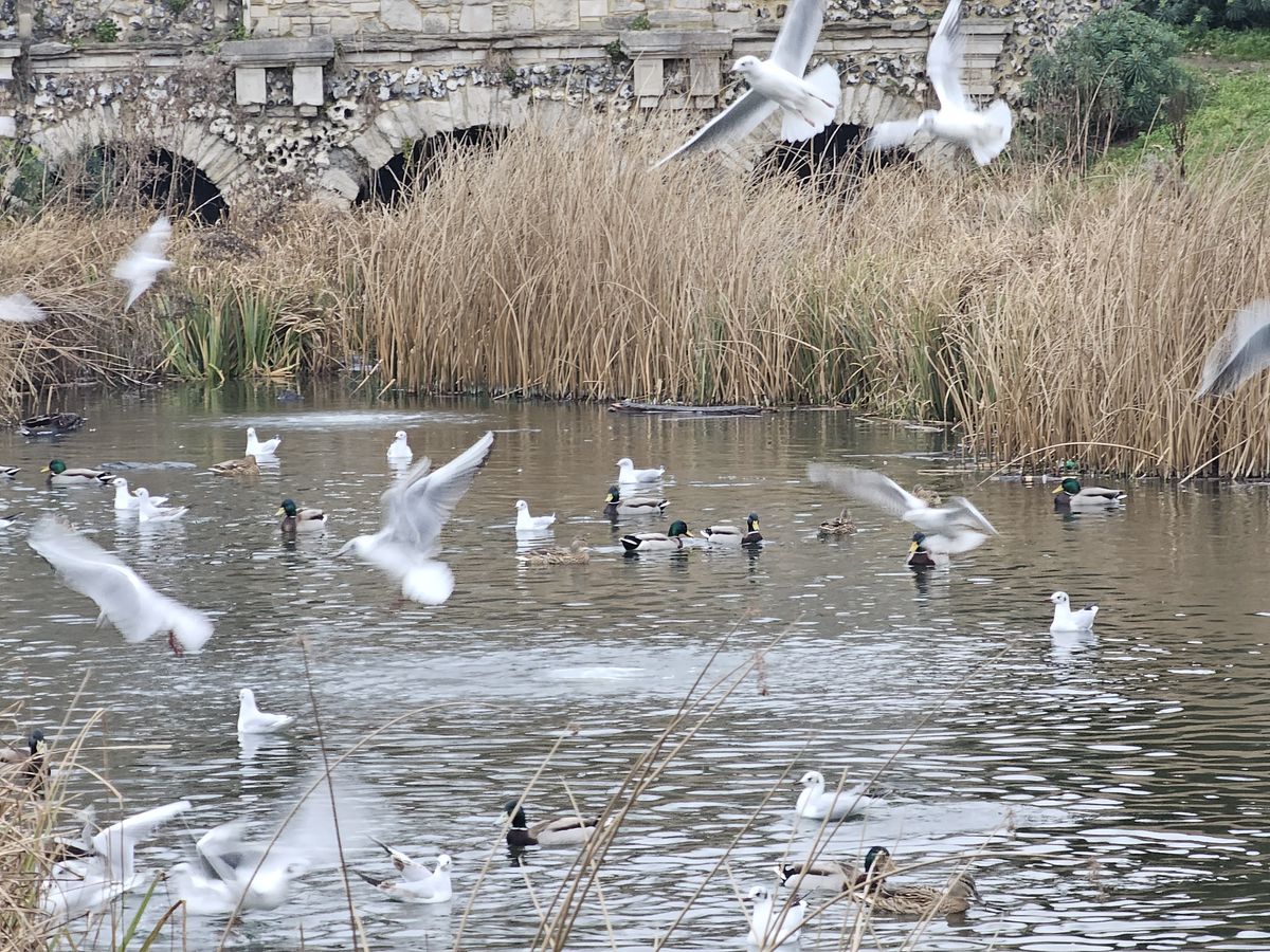 birds on a river in a field