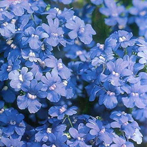 Nemesia blue gem