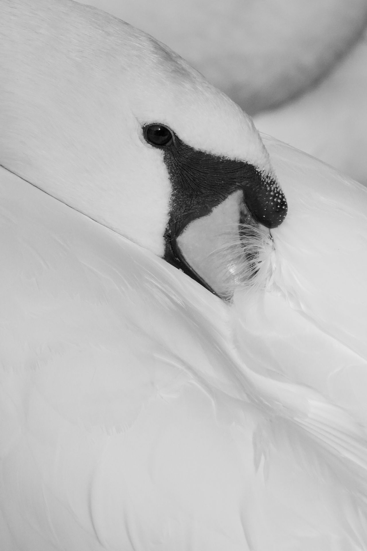 A photo taken on a Sony RX10 V bridge camera