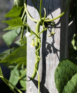'Seychelles' pole beans growing on fence