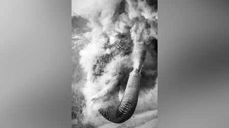 An elephants sprays dust around it, creating a dramatic effect in a black-and-white photograph. Its trunk is raised, capturing the moment