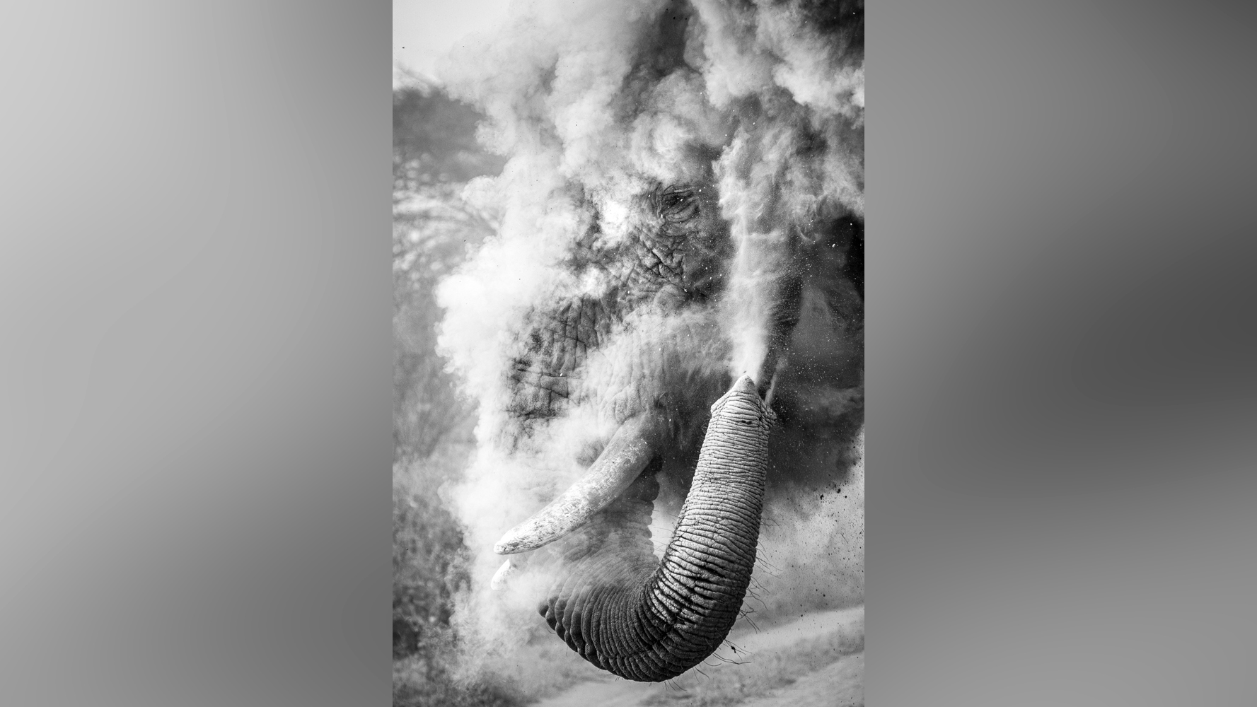 An elephants sprays dust around it, creating a dramatic effect in a black-and-white photograph. Its trunk is raised, capturing the moment