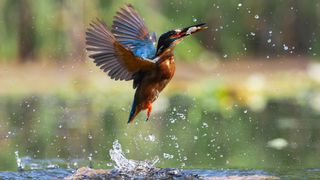 Story Behind The Still: The Kingfisher