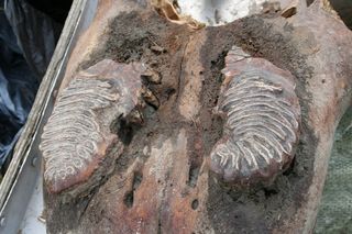 mammoth carcass excavated