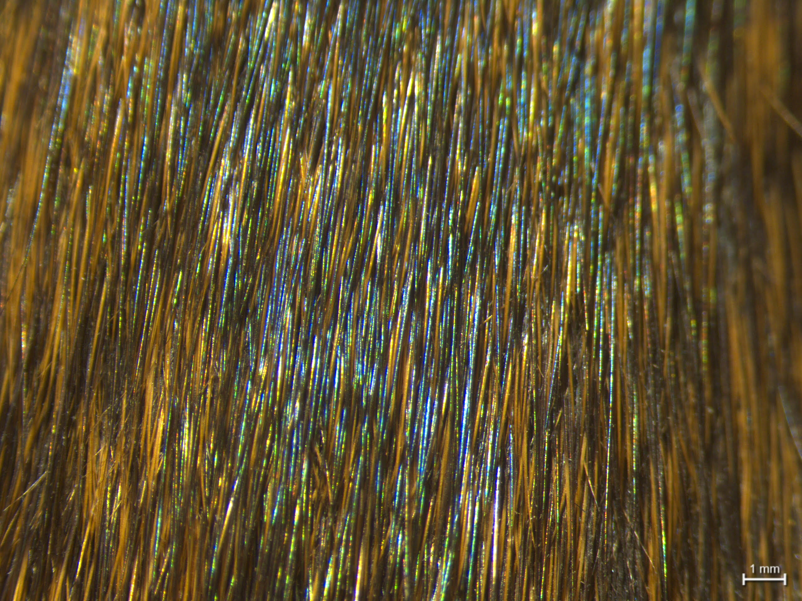 A close up of animal fur, showing colorful sections of blue and green among patches of brown and black