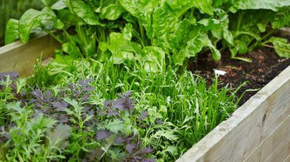 Salad leaves including lettuce growing in wooden raised vegetable planter