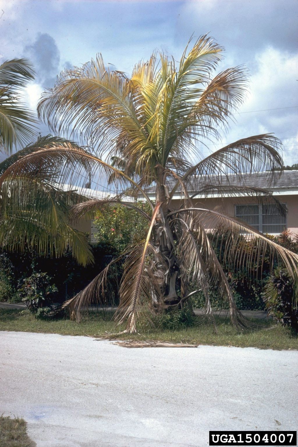 Bole Rot Disease On Tree