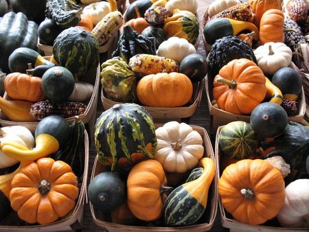 Individual Baskets Of Gourd Plants