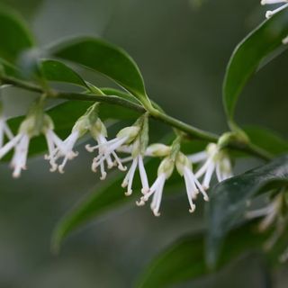 Sarcococca confusa (sweet box) winter flowers in bloom