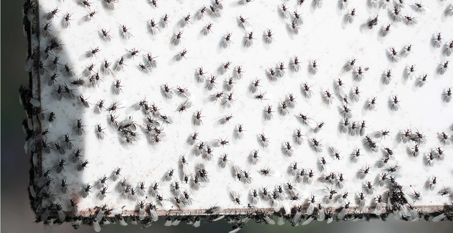 swarm of flying ants on a window to support a guide on how to get rid of flying ants