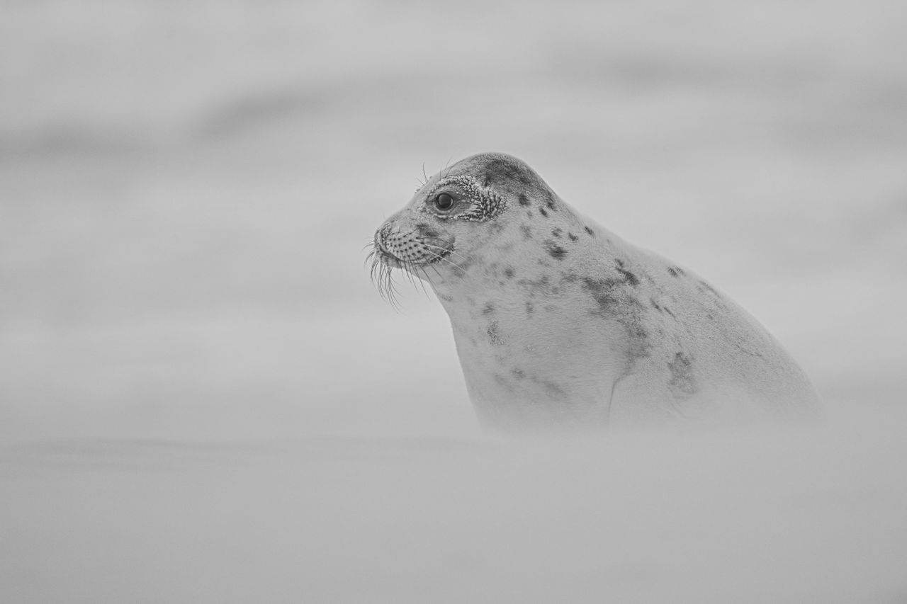 GuruShots - Powerful Black &amp; White Jan 26