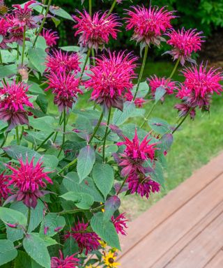 monarda growing in container in pollinator garden