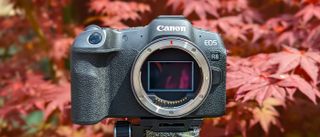 The Canon EOS R8 atop a tripod without a lens