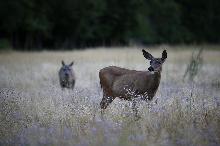 Missouri town to hold candlelight vigil for slain deer