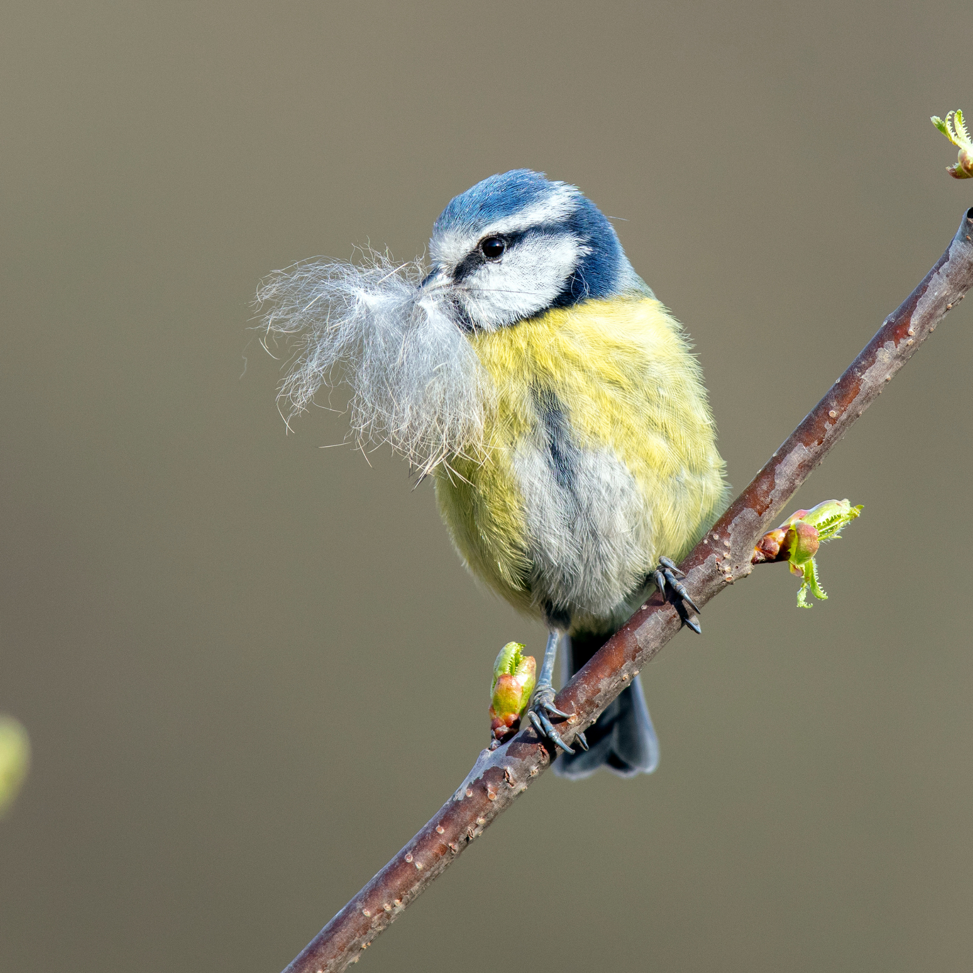 A blue tit perched on a branch holding nesting material in its beak.