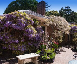 Huge wisteria vines blooming on a brick building