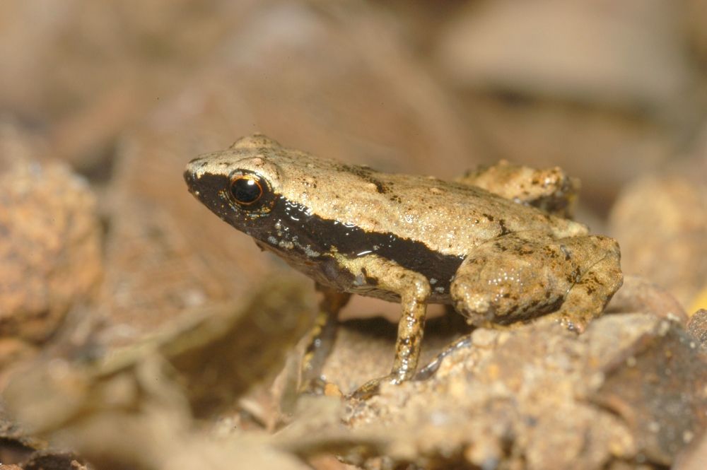 Photo of a male gardiner&#039;s frog (&lt;em&gt;S. gardineri&lt;/em&gt;) taken in its natural habitat of the Seychelles Islands.