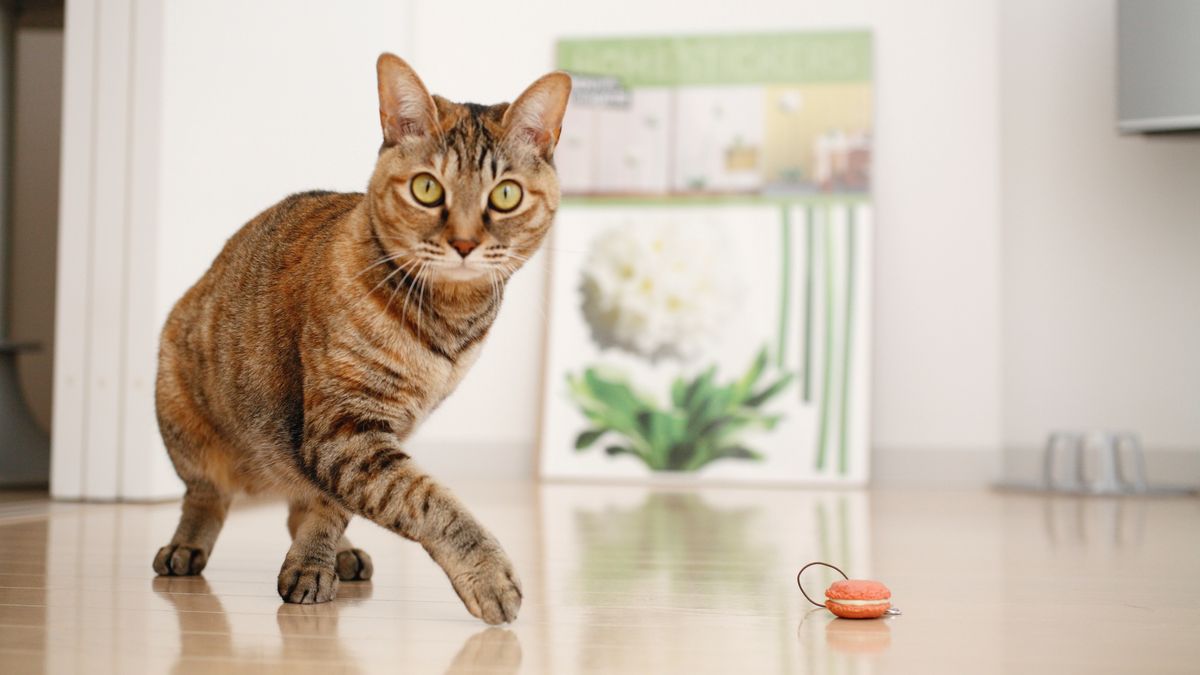 Cat playing with toy on wooden floor