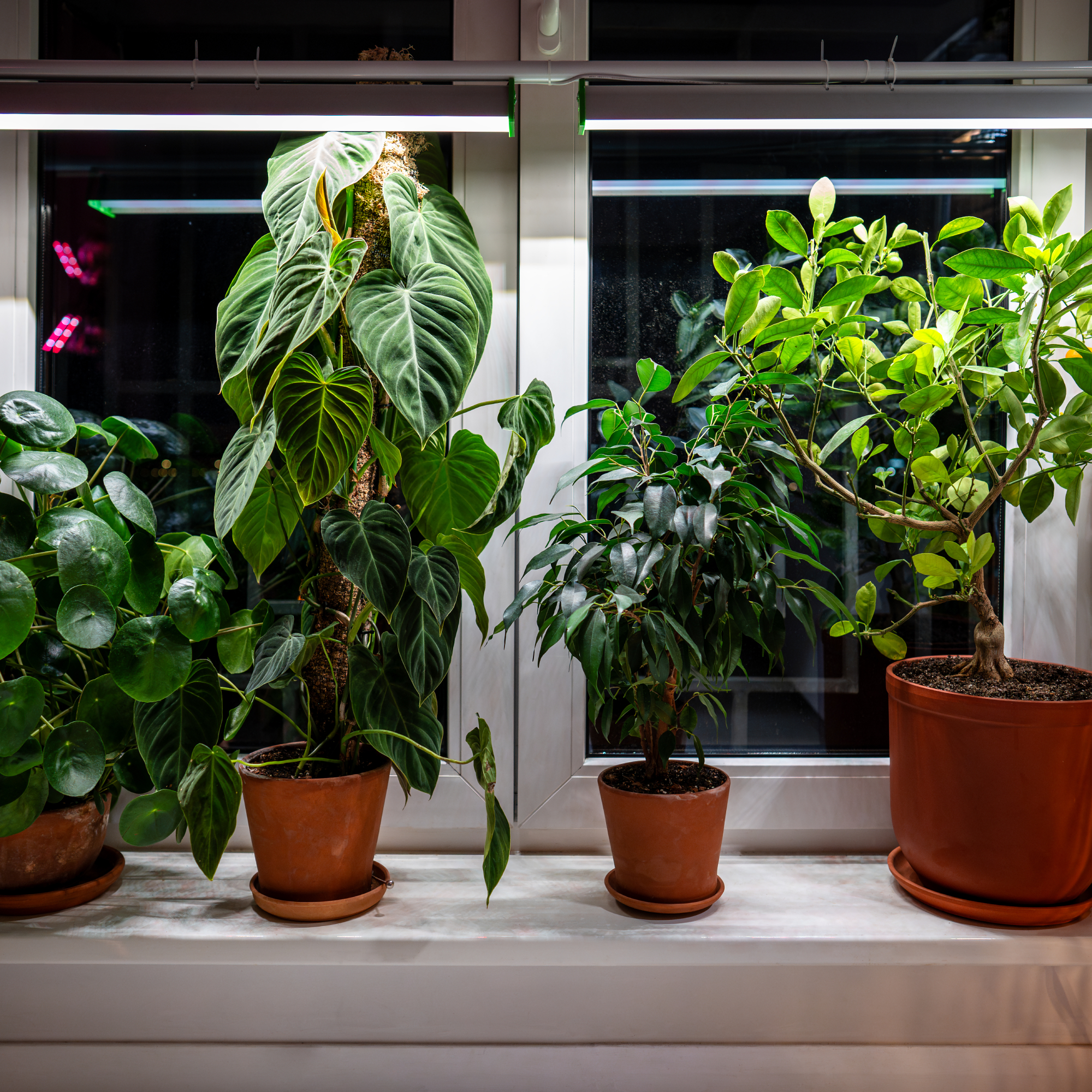 houseplants under a grow light