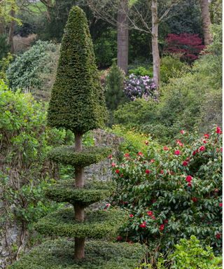 Spiral topiary