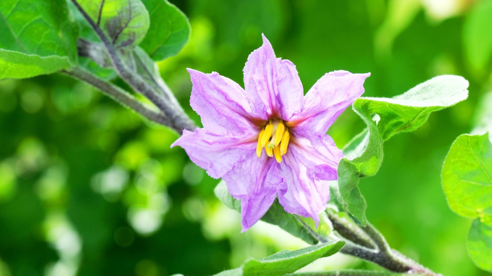 This Is Your Sign to Fertilize Hungry Vegetables – When to Start a Regular Regime for the Best Harvests