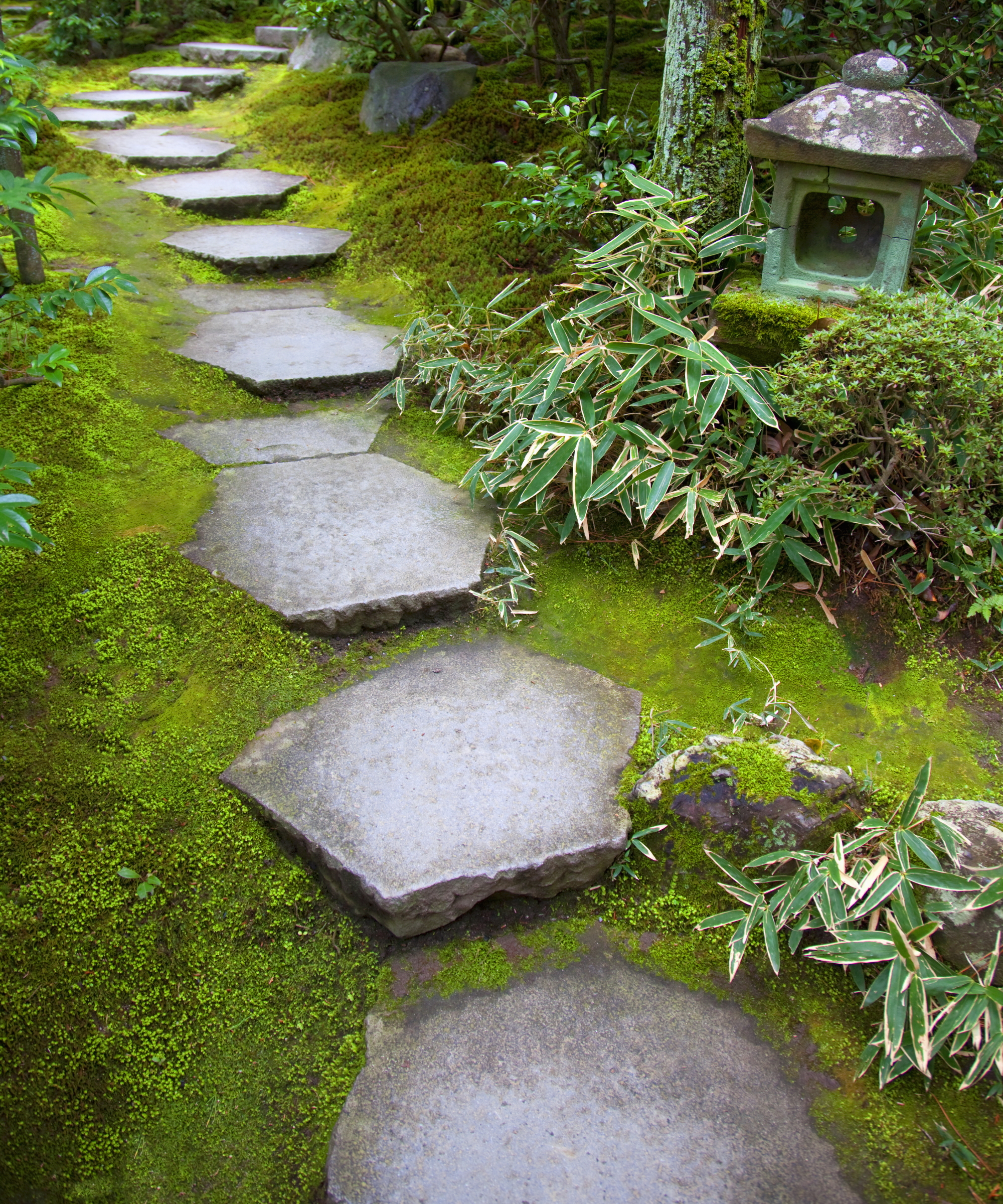 Stepping stones surrounded by moss in a Japanese garden