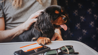 Dog sitting on a train on owners lap