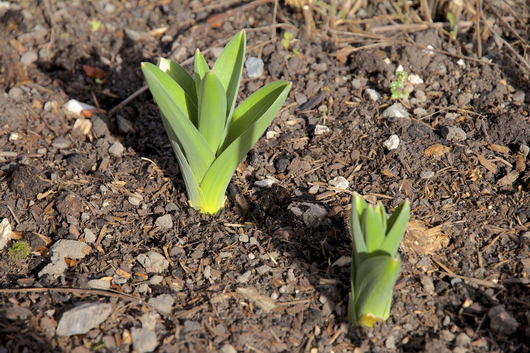 bulb sprouts