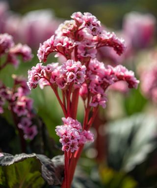 bergenia ‘Eden’s Magic Giant’ flowering in spring