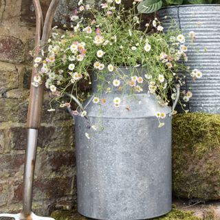 Metal Pot Planter in shape of a milch churn with daisy plants growing