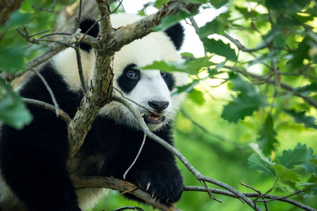 Giant panda