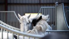 Two horse engage in mutual grooming over the shaped stable partition