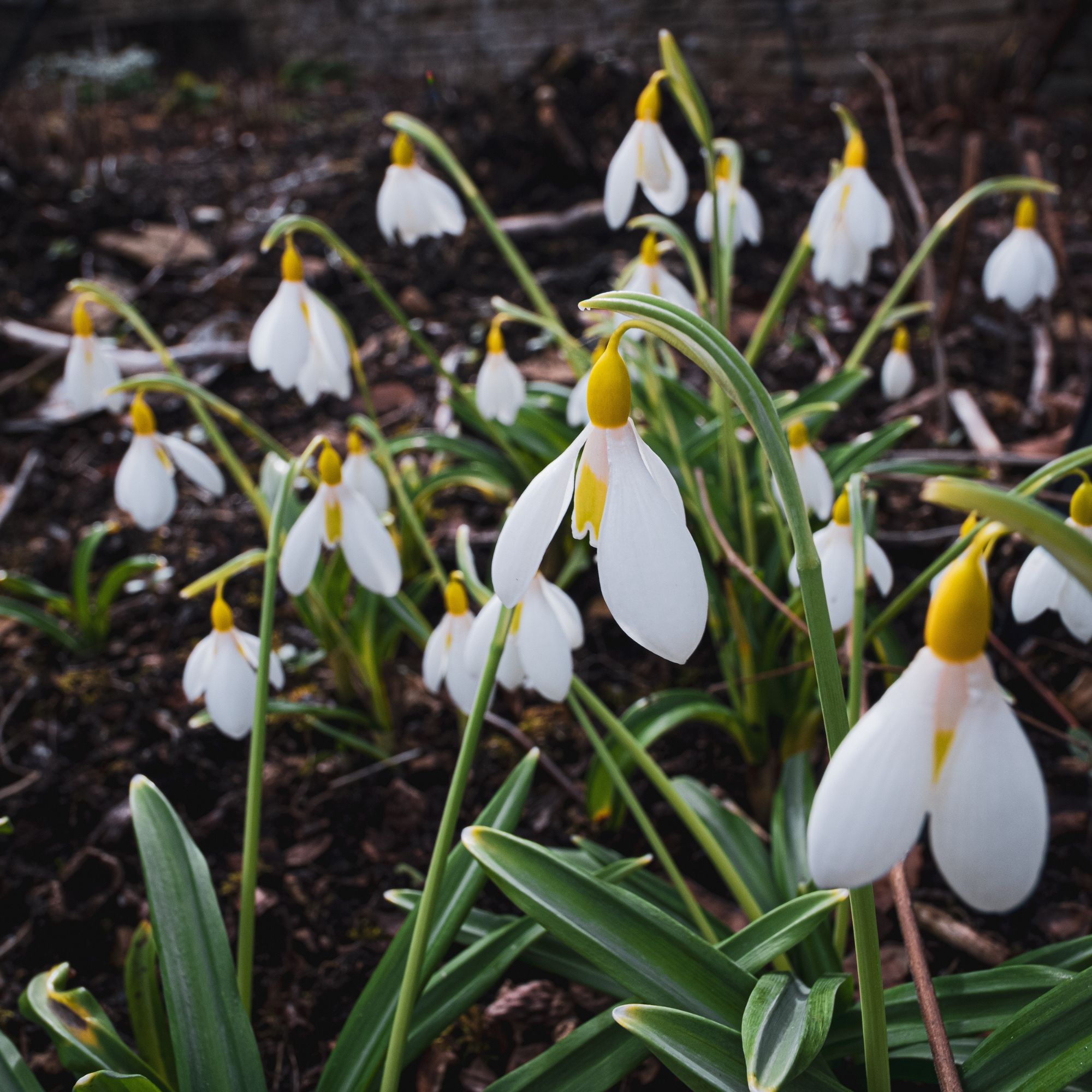 Flowering Galanthus 'Wendy's Gold' snowdrops