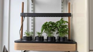 Herbs growing in the Auk Mini 2 grow box on shelf in kitchen