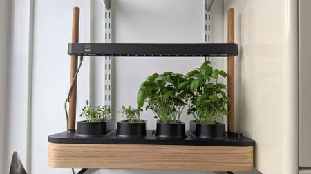 Herbs growing in the Auk Mini 2 grow box on shelf in kitchen