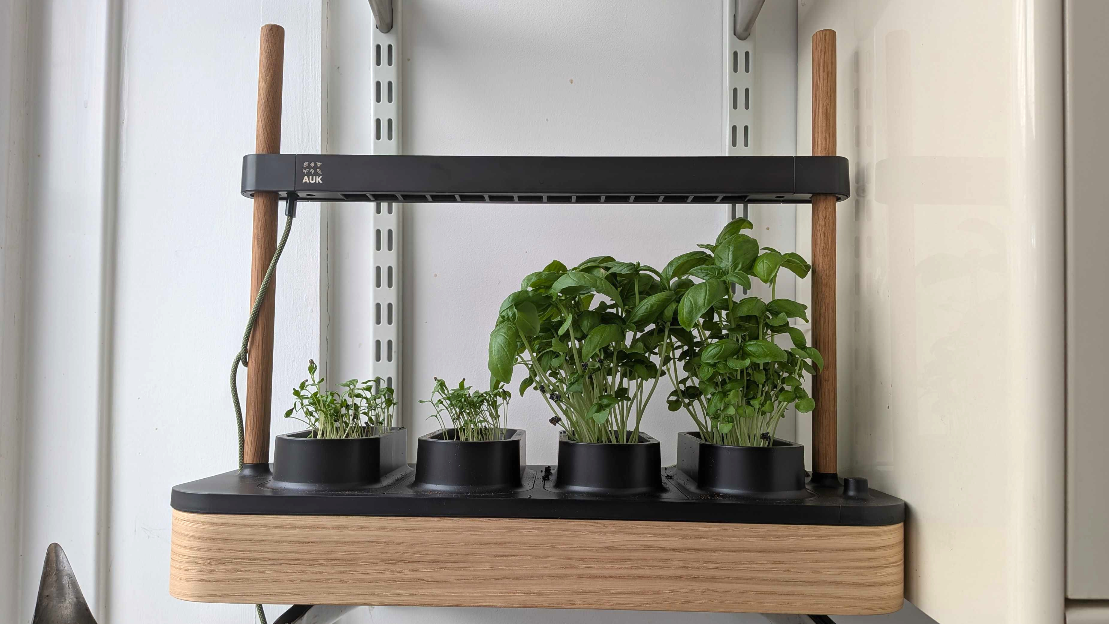 Herbs growing in the Auk Mini 2 grow box on shelf in kitchen