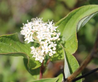 dogwood firedance showing bright white flowers