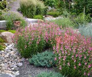 xeriscape with Red Rocks Penstemon, Blue Oat Grass and other assorted grasses and perennials