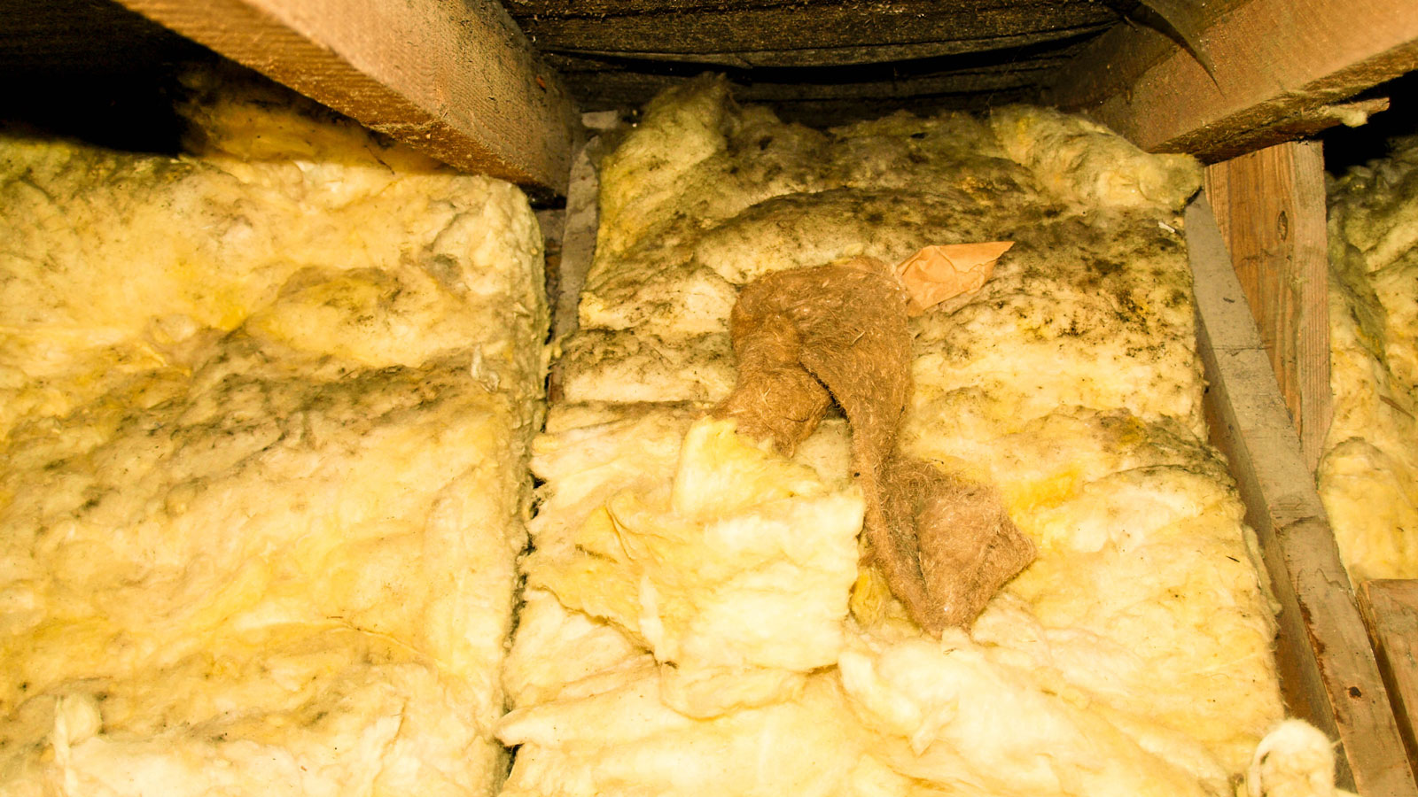 loft insulation with signs of damp and mould