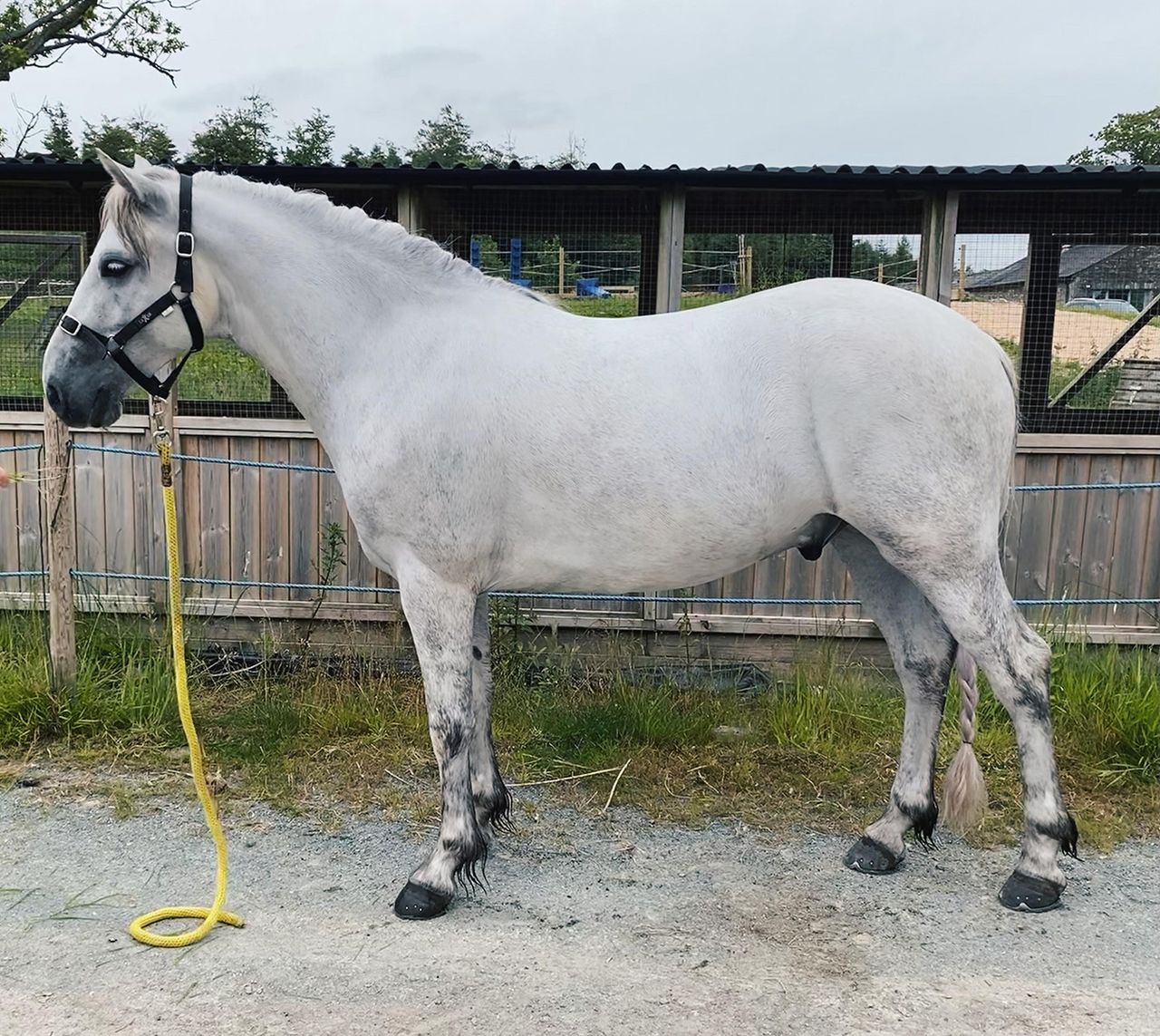 Yogi after using Shapley&rsquo;s EquiTone Whitening Shampoo