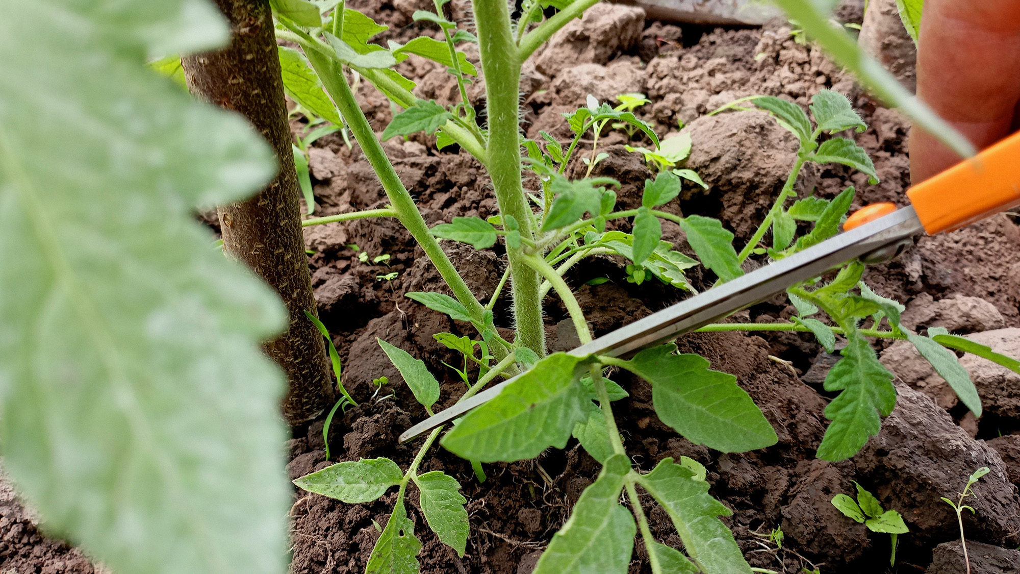 Pruning lower leaves on tomato plant