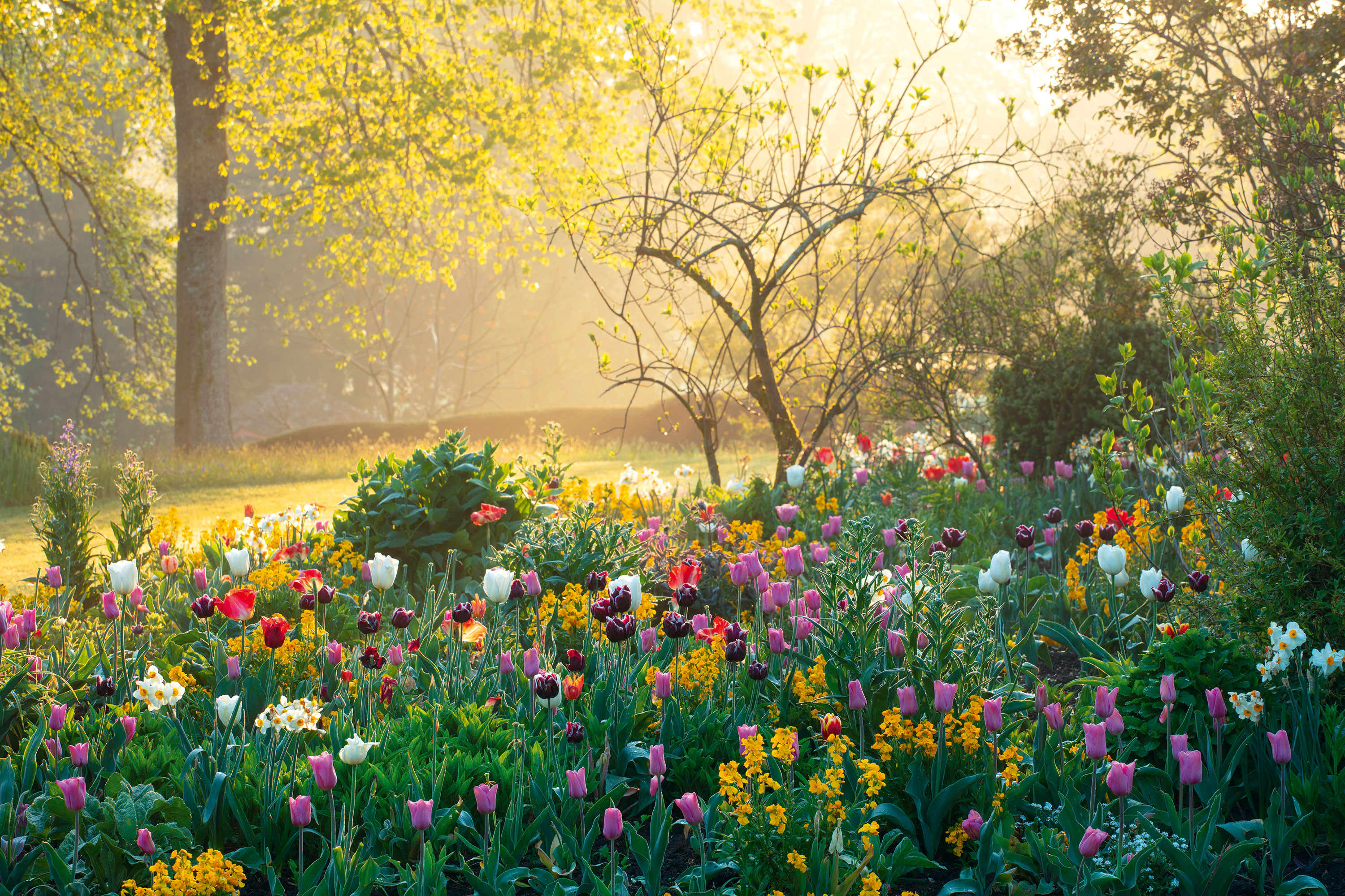 Tulips on the mount in the garden of Forde Abbey, Somerset, featured in Brilliant English Gardens by Clive Nichols